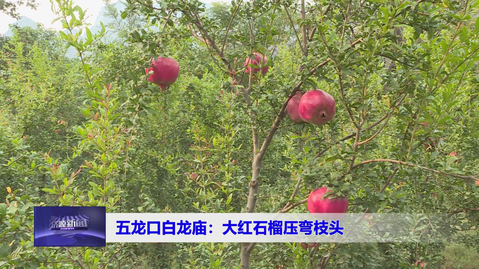 濟源網