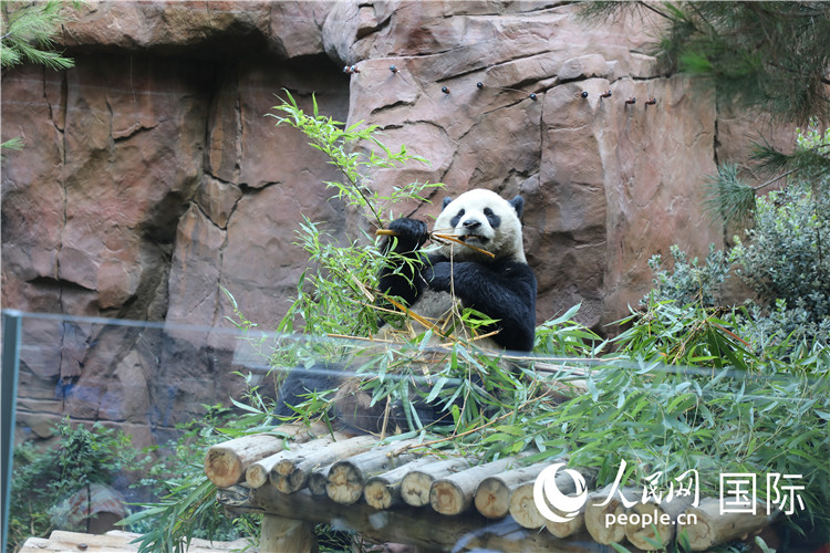 2、“云川”和“鑫寶”落戶圣迭戈動(dòng)物園，開啟了新一輪中美大熊貓保護(hù)合作。 人民網(wǎng)記者 李志偉攝