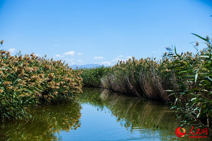 經(jīng)過治理的烏梁素海風景秀美，蘆葦搖曳生姿。人民網(wǎng) 孟佳澍攝